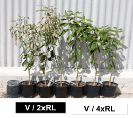 Water stress tolerance of doubled diploid rootstocks: 11 days after irrigation was halted, the oranges grafted on Rangpur lime (V/4xRL) were much less affected than those grafted on diploid Rangpur lime (V/2xRL) ; © d’après Allario et al. 2013.