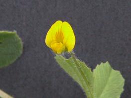 Fleur de Medicago truncatula. © J.-M Prosperi, Inrae.