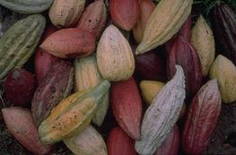 Beautiful pods of cacao tree of different varieties. © Cirad, C. Lanaud