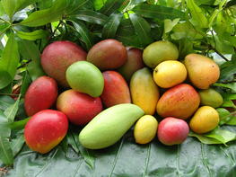 Diversity of varieties of mangoes. © Cirad, F. Le Bellec