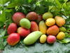 Diversité des variétés de mangues. © Cirad, F. Le Bellec