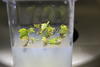 Regeneration of vine apexes after passage in liquid nitrogen. © Philippe Chatelet, INRAE