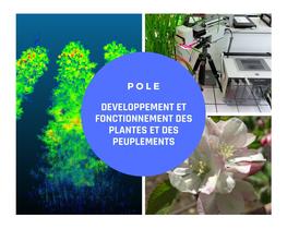 Pôle : Développement et fonctionnement des plantes et des peuplements. © UMR Agap Institut, 2021