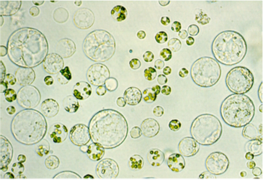 Protoplastes de feuille et cal embryogène. © D. Dambier