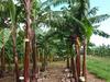 Isogenic varieties in banana trees. Comparative size of Giant Pink Fig (left) and Dwarf Pink Fig (right) cultivars. Kodjo Tomekpe, CIRAD.