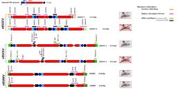 Représentation schématique des marqueurs moléculaires sur les intégrations BSGFV (eBSGFV), BSOLV (eBSOLV) et BSIMV (eBSIMV) chez le bananier diploïde M. balbisiana Pisang Klutuk Wulung (PKW). © Matthieu Chabannes