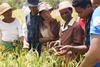 Programme de sélection participative du riz pluvial d’altitude à Madagascar. © K. vom Brocke, Cirad