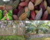 Cacao, caféier, hévéa, arbres forestiers de plantation. © C. Lanaud, A. Clément-Demange, C. Bessou, D. Louppe, P. Silvi_Cirad.