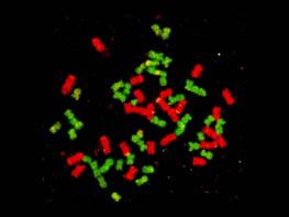 Chromosome preparation of an intergeneric hybrid between Saccharum officinarum and Erianthus arundinaceus after genomic in situ hybridization with Saccharum DNA detected in green and Erianthus DNA detected in red. © Cirad