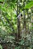 Native cacao tree in the Ecuadorian Amazon region © C Lanaud