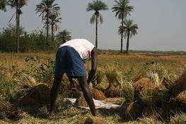 Analysis-of-the-post-harvest-knowledge-system-in-Senegal