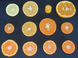 Diversity of mandarin pulp coloration linked to variability in carotenoid contents. © François Luro