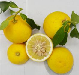 Fig. 1 : Fruits and leaves of Ichang lemon. © F. Luro, INRAE. 