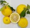 Fig. 1 : Fruits and leaves of Ichang lemon. © F. Luro, INRAE. 