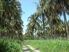 Plantation de Grand du Panama. © L. Baudouin, Cirad.