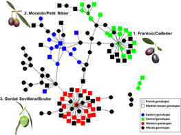 Network of French and Mediterranean varieties showing parentage relationships according to different gene pools as identified by the program.© Bouchaib Khadari/Frontiers