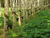 Production de caoutchouc naturel par saignée sur un hévéa © V. Leguen, Cirad