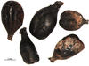 Gallo-Roman grape seeds © L Bouby, CNRS/ISEM