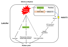 Fig. 6_A schematic model of ethylene response factors HbERF-IXc4 (this study) and HbERF-IXc5 (Lestari et [[al.]] 2018) in ethylene stimulation of rubber yield in [[Hevea brasiliensis]]