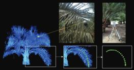 Figure 1. Processing terrestrial LiDAR scans on PlantScan3D software to retrieve 3D coordinates along the rachis © in silico Plants