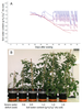 Fig.1: Changes with time in soil water content for the six watering treatments used during experiment A (A) and pictures of representative Wva106 plants grown with these six watering treatments 69 days after sowing (B). In A, data are means of soil water content calculated before and after daily irrigation. In B, Plants are ordered from the driest soil water content on the left to the wettest on the right. The plant on the left corresponds to a plant grown without irrigation after leaf five emergence (severe water deficit (swd)) and the five others to the five watering regimes characterized by the target soil water content when it was stabilized over time (0.6, 0.9, 1.2, 1.4, and 1.6 g H2O g−1 dry soil respectively from left to right).© G Koch/MDPI