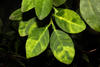 Greening (or HLB) symptoms on citrus leaf © Cirad, Philippe Ryckewaert